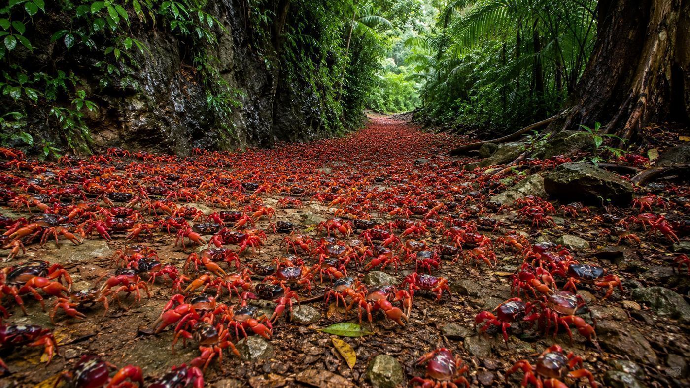 A dense carpet of Christmas Island red crabs covering the rainforest floor at the start of the crab migration