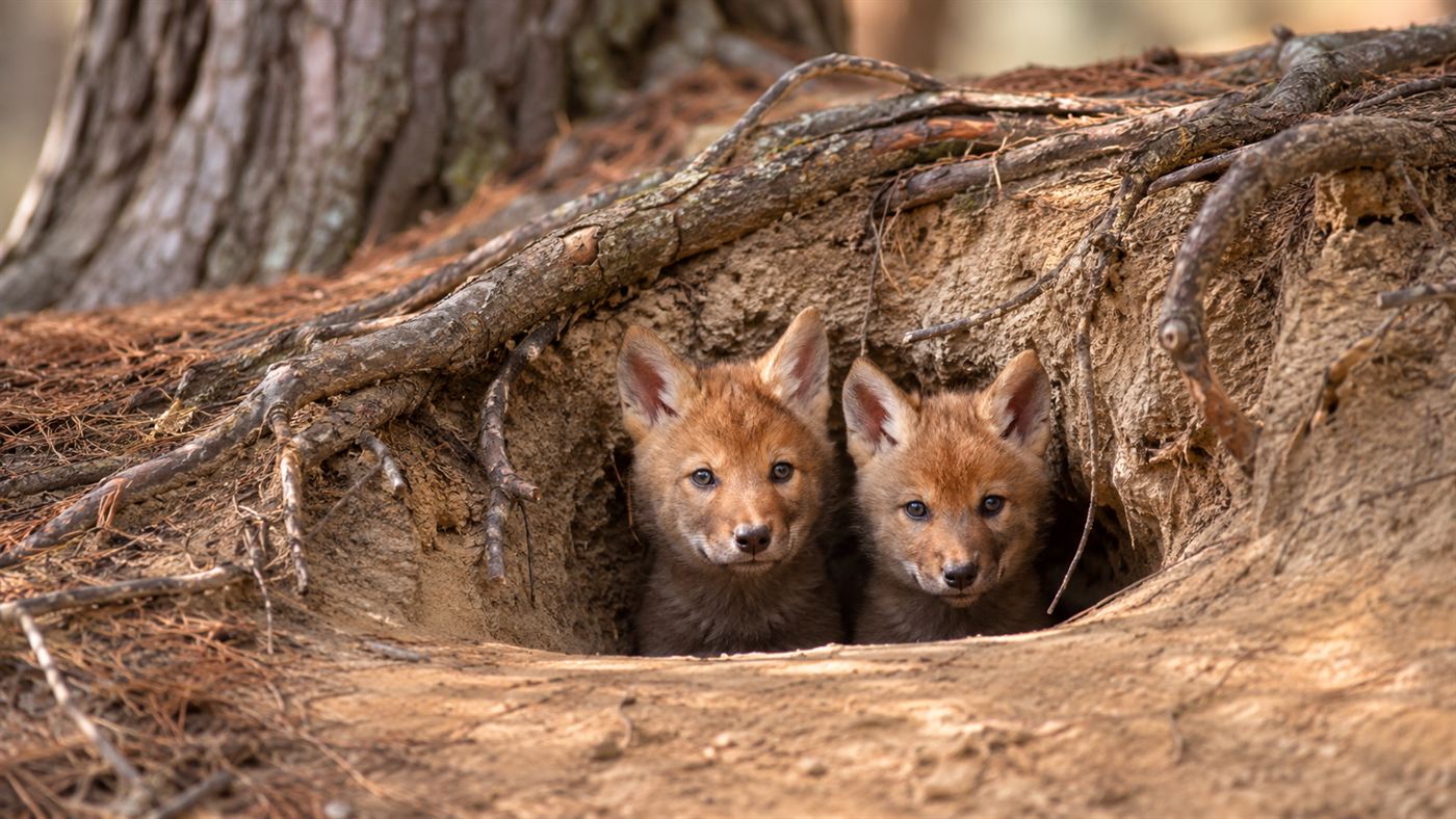 Two small red wolf pups with reddish fur peeking out of a sandy den among pine roots, an endangered species being reborn