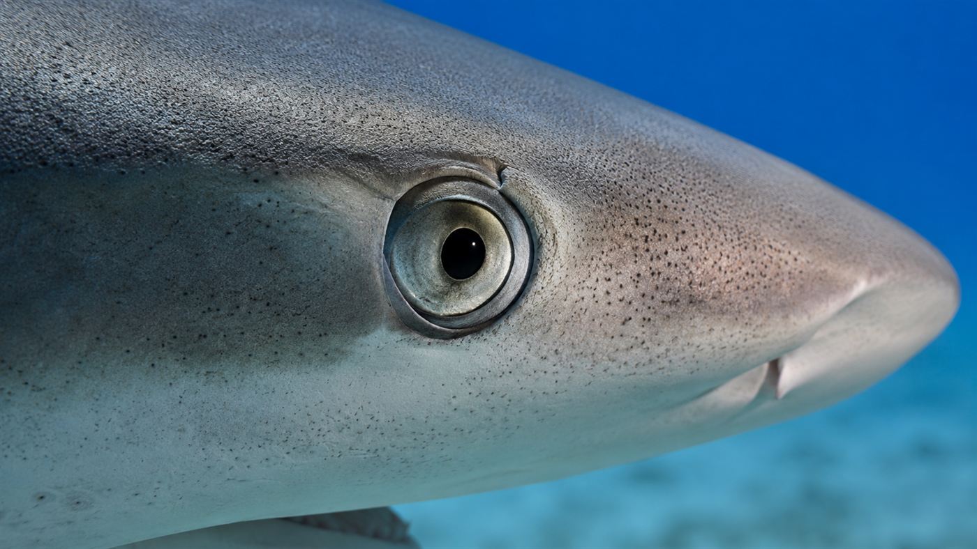An extreme close-up of a reef shark's eye and face in clear blue water, calm and alert