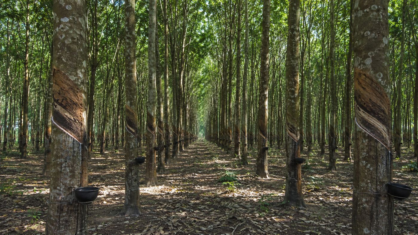 Rows of rubber trees on a tropical plantation, the kind of dense planting that leaf blight destroyed at Fordlandia