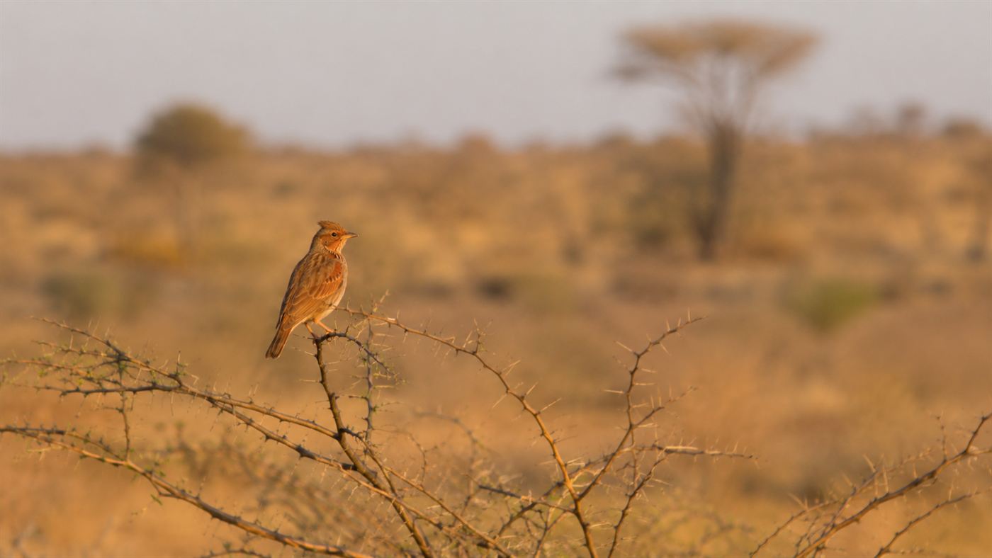 A small rufous-brown rusty bush lark perched on a bare branch in dry Sahel savanna scrubland