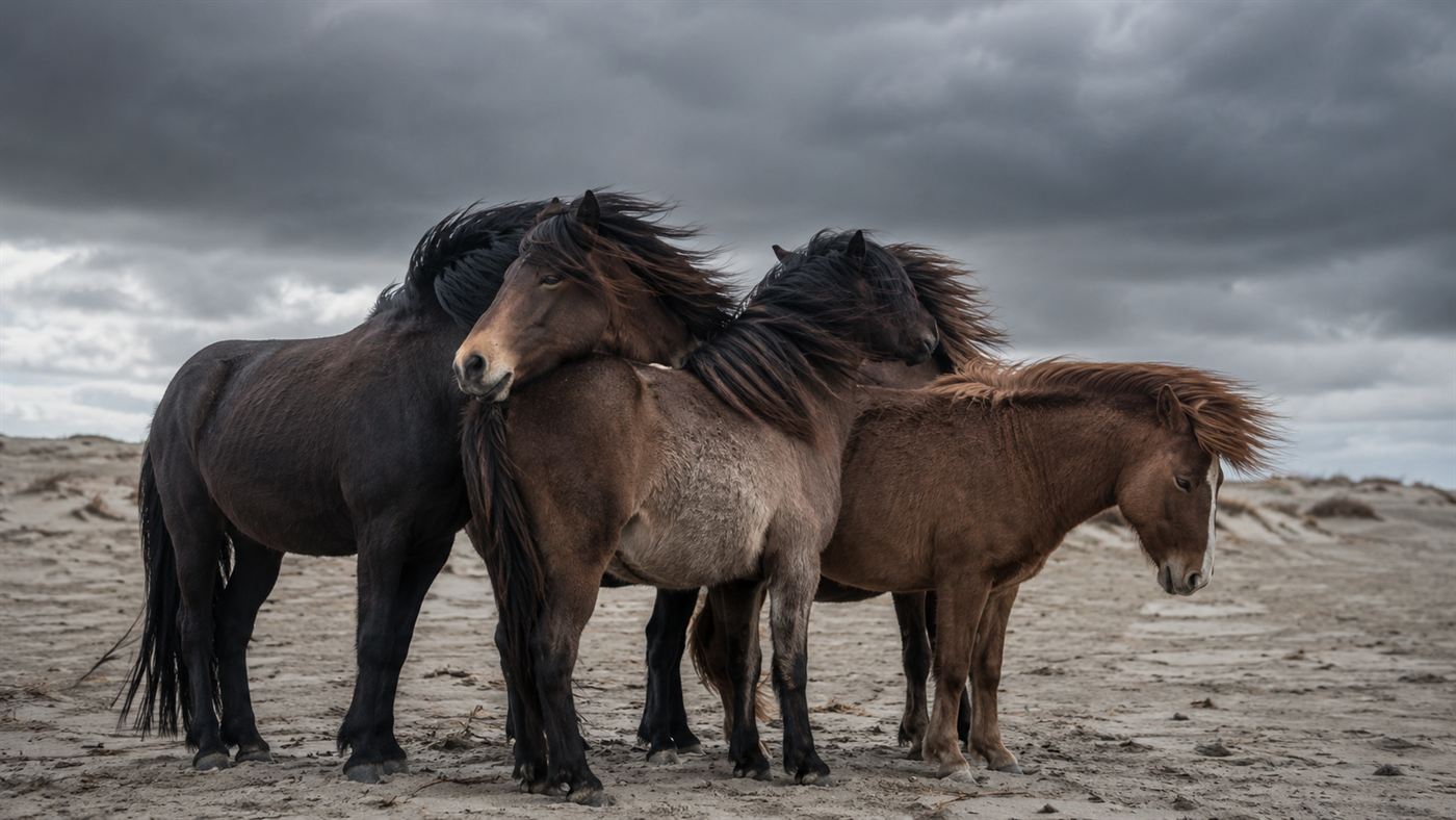 A small group of hardy wild horses huddled together with manes blown sideways by strong wind on a barren dune under a stormy sky