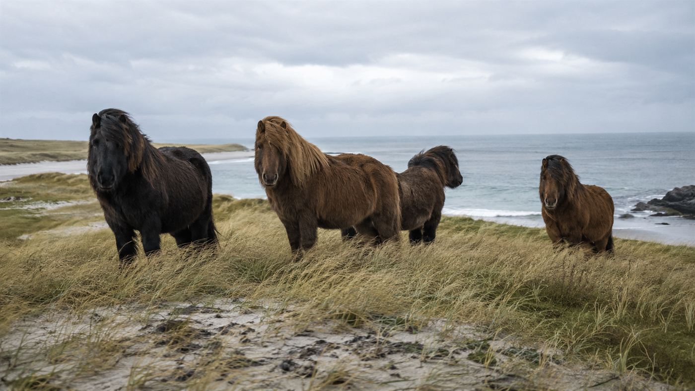 A band of shaggy wild horses standing on the windswept grassy dunes of Sable Island with the grey Atlantic behind them