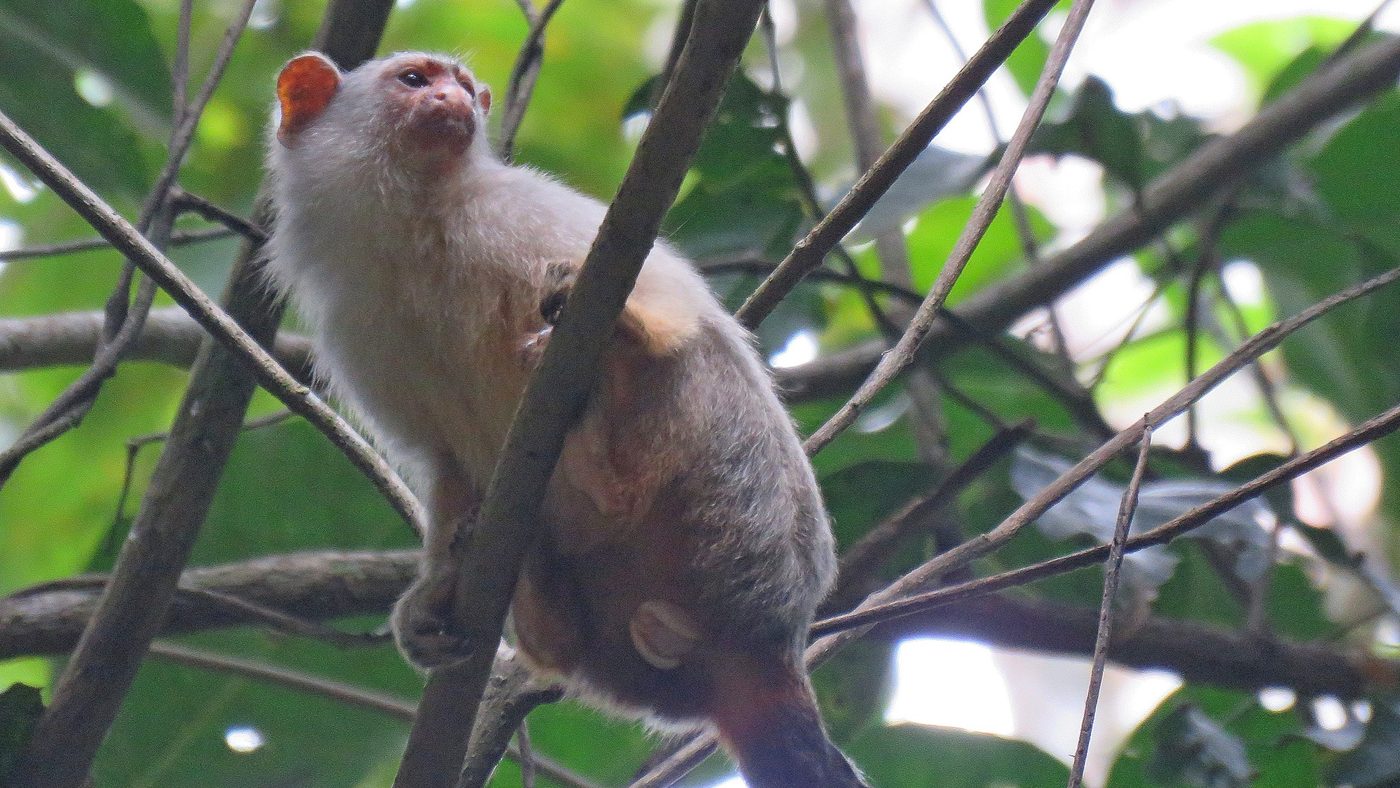 Sagui-de-schneider (Mico schneideri), nova espécie de sagui descrita no Mato Grosso, fotografado entre galhos na Amazônia