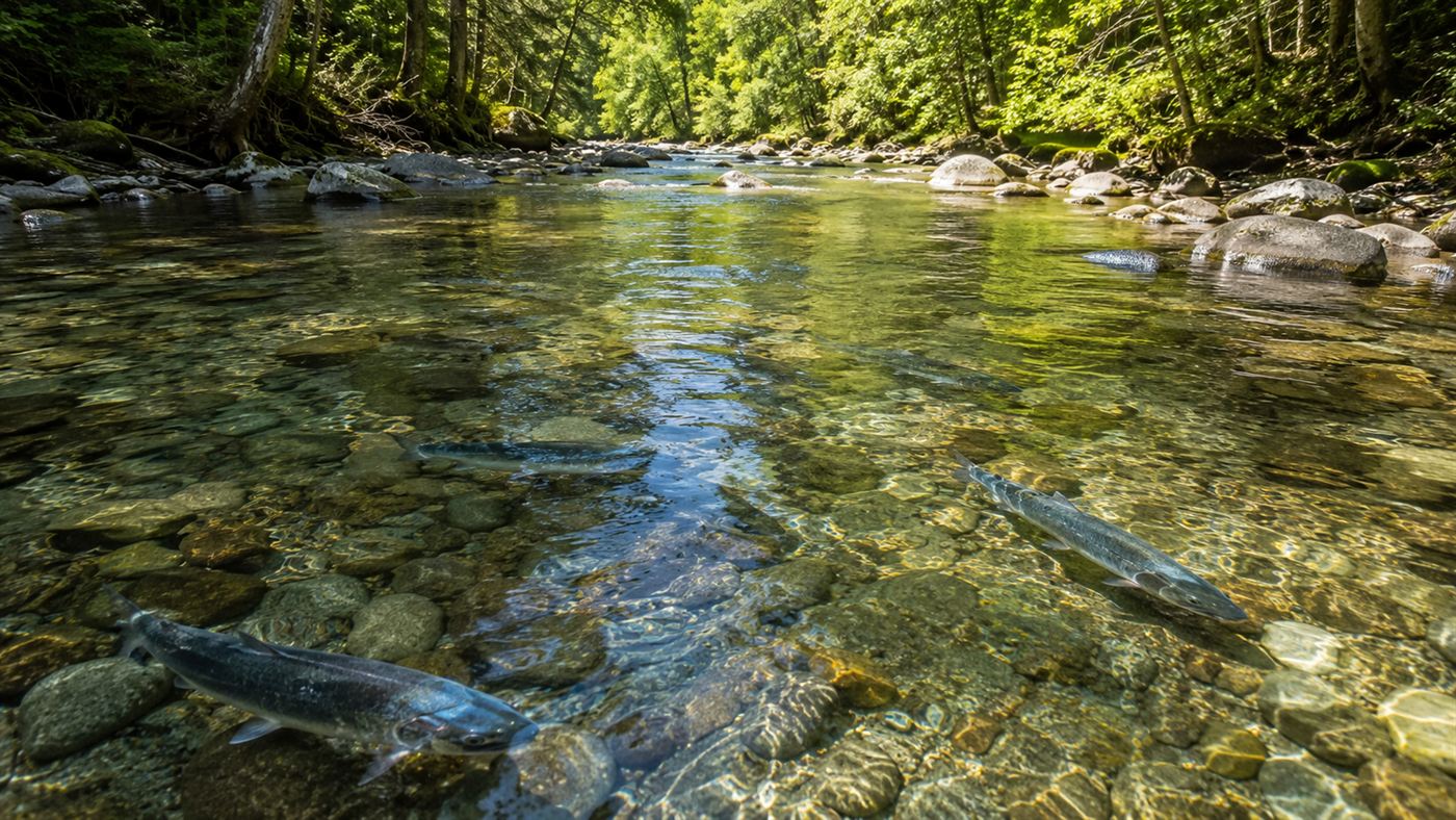 Wild salmon swimming up a clear rocky river lined with green forest, returning to the upper Elwha after the dams came down