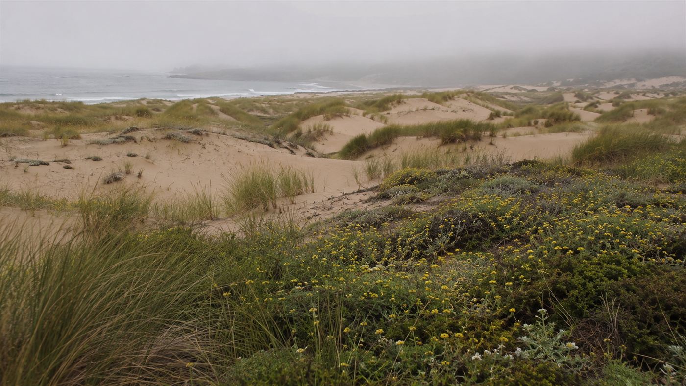 Rolling coastal sand dunes with native grass and wildflowers, the lost habitat of the San Francisco dunes