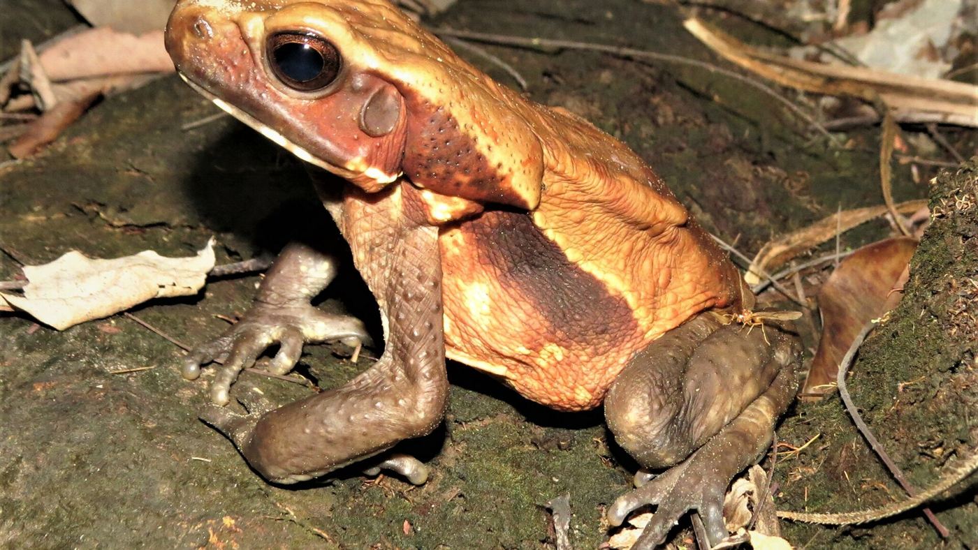 Sapo-cururu-da-amazônia (Rhaebo guttatus) fotografado entre folhas, espécie cujo veneno o Instituto Butantan estudou em busca de moléculas antibióticas