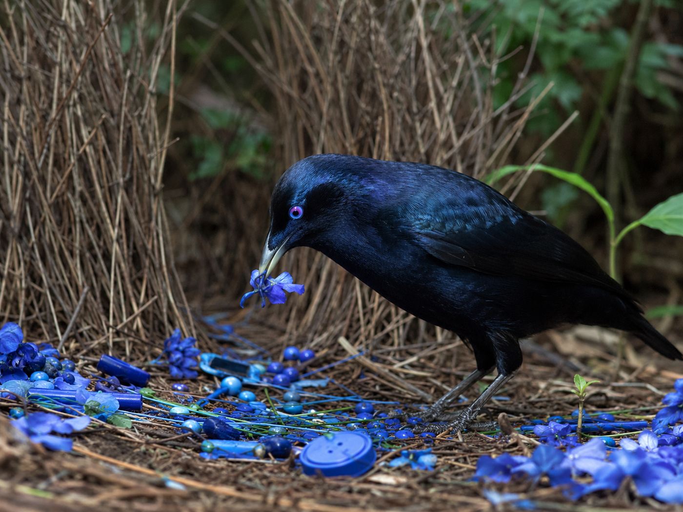A satin bowerbird arranging blue objects at its bower, showing the bowerbird obsession with colour
