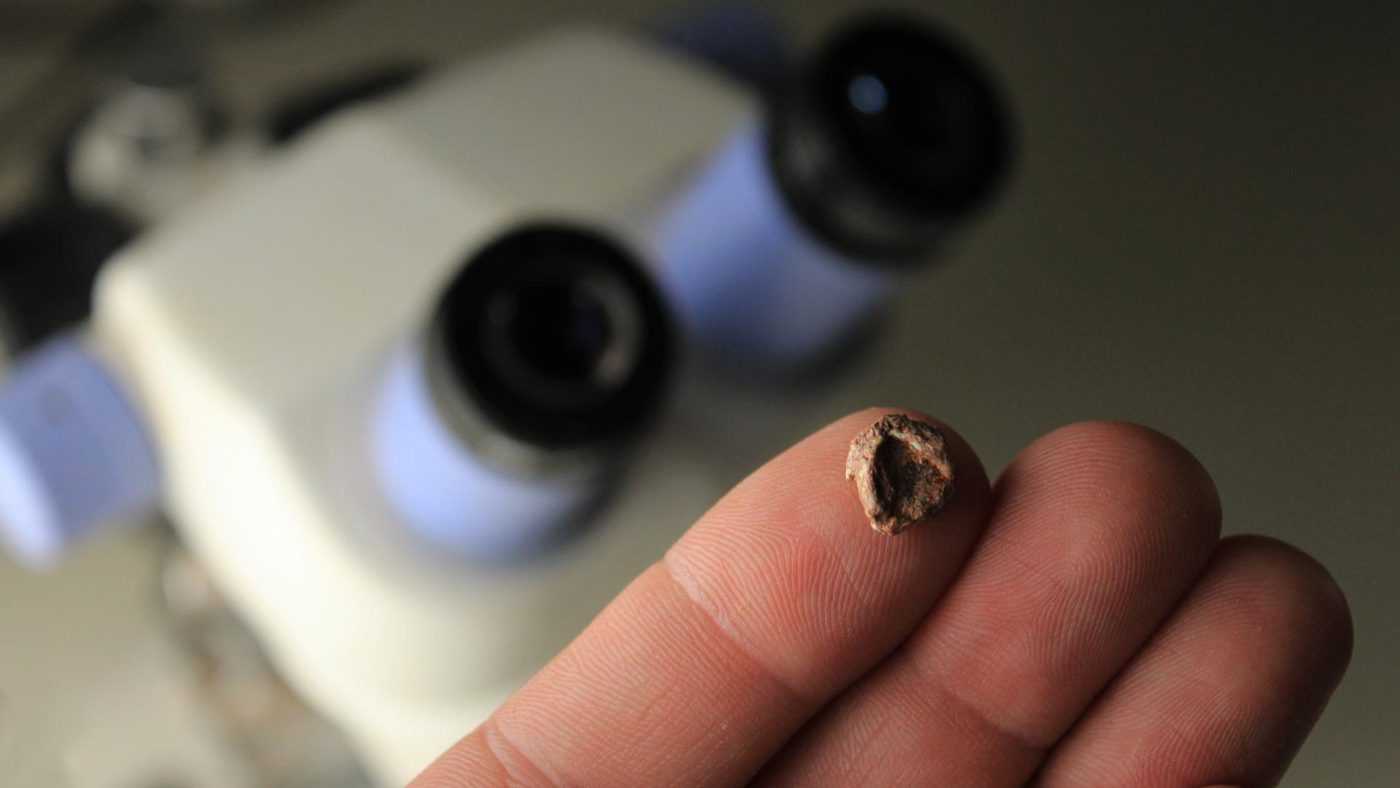 Fóssil do crânio de Sauropia macrorhinus sobre a ponta de um dedo, ao lado do microscópio usado pelos paleontólogos do CAPPA/UFSM.