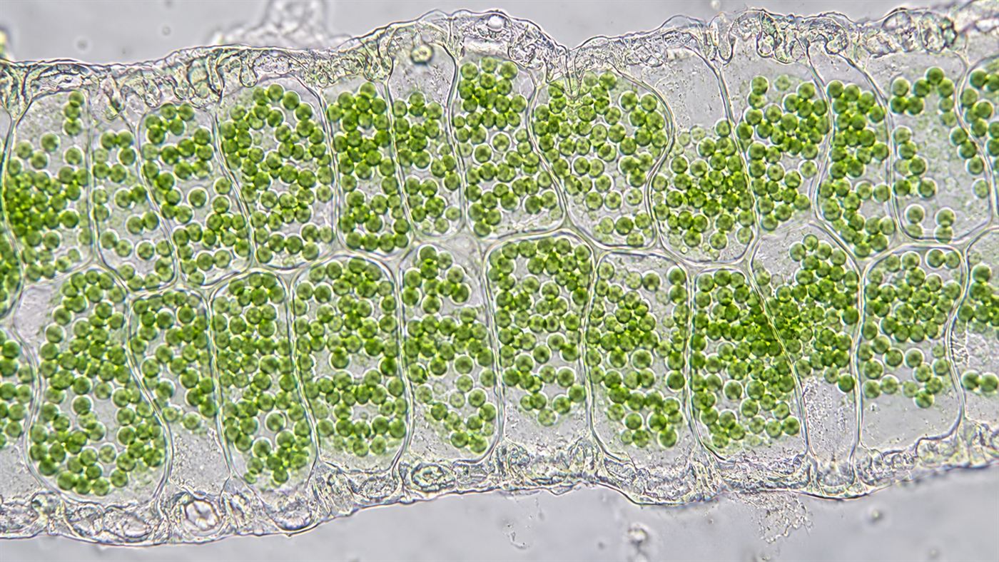 A microscope-style view of green chloroplasts packed inside the gut cells of the solar-powered sea slug