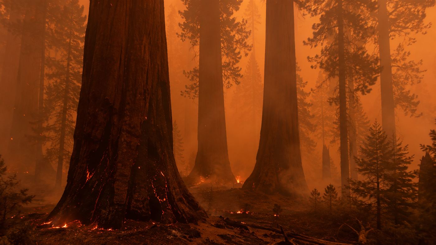 A giant sequoia grove under heavy wildfire smoke in California