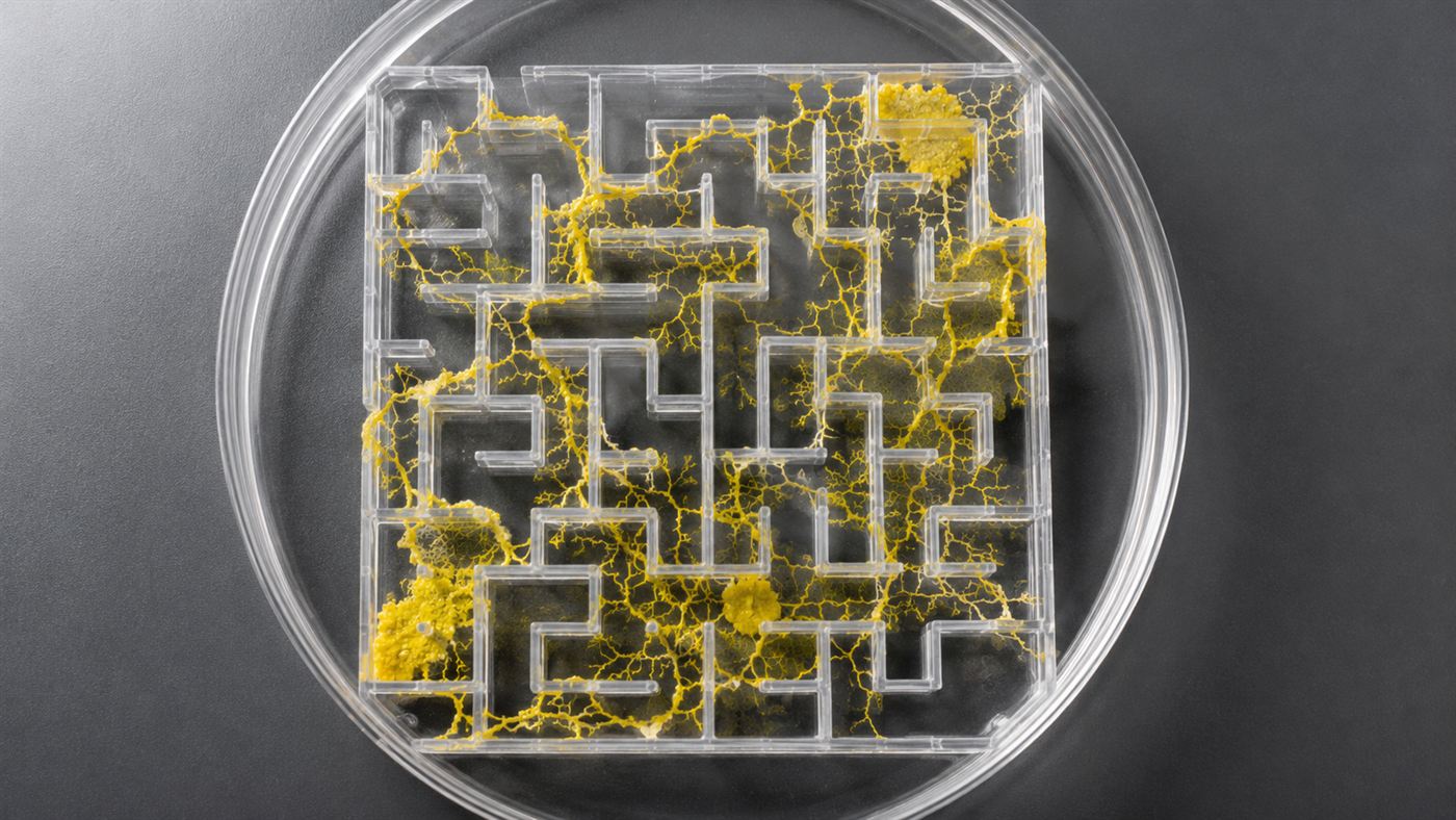 A top-down view of a small plastic maze in a dish with a yellow slime mold growing through the corridors