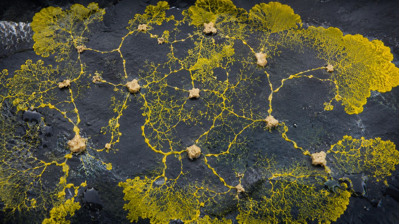 A yellow slime mold spreading into an efficient branching network connecting small pale food dots on a dark surface