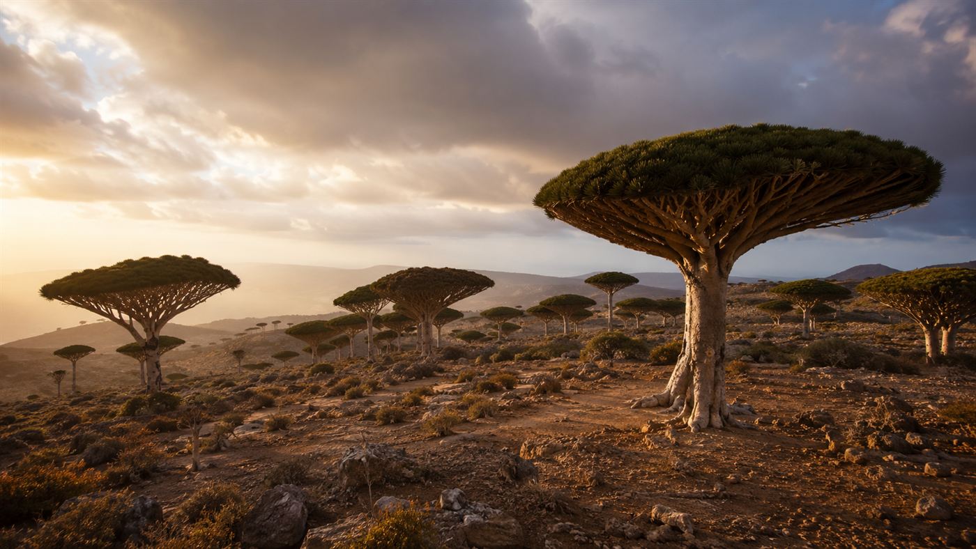 Dragon blood trees with thick trunks and umbrella-shaped canopies scattered across a rocky plateau on Socotra under a dramatic sky