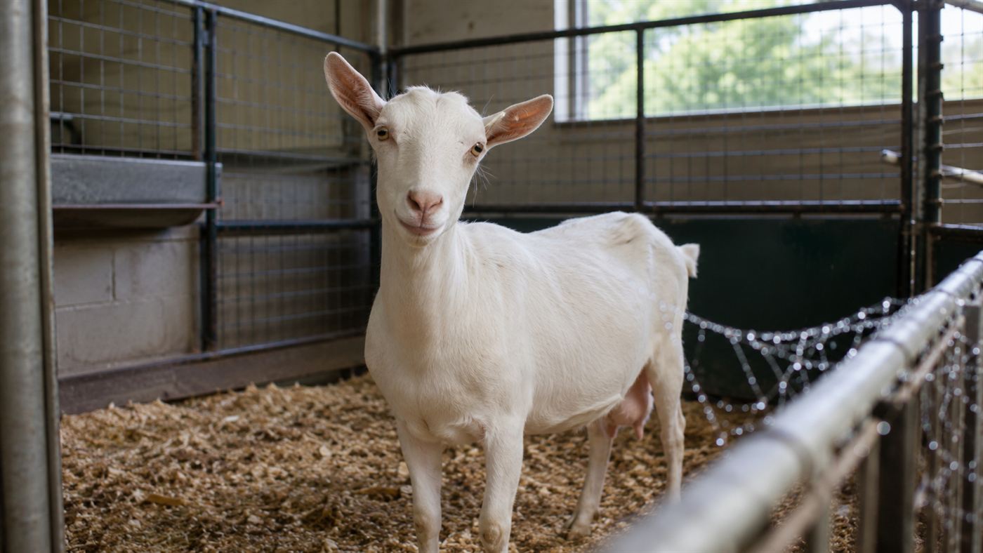 A white research-farm spider goats doe in a clean pen with a dew-covered spider web in the foreground
