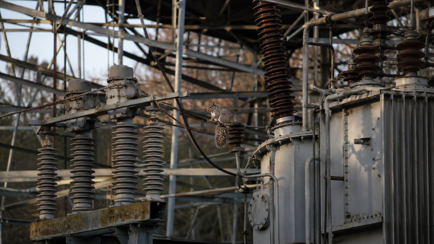 A grey squirrel perched on the wires of an electrical substation transformer, a threat to the power grid