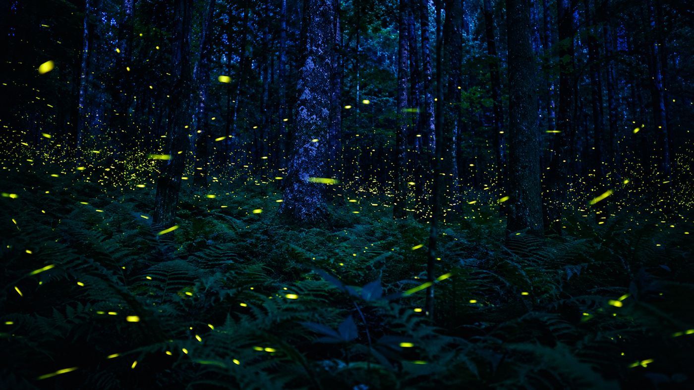 Synchronous fireflies flashing in unison across a dark forest in the Great Smoky Mountains at night