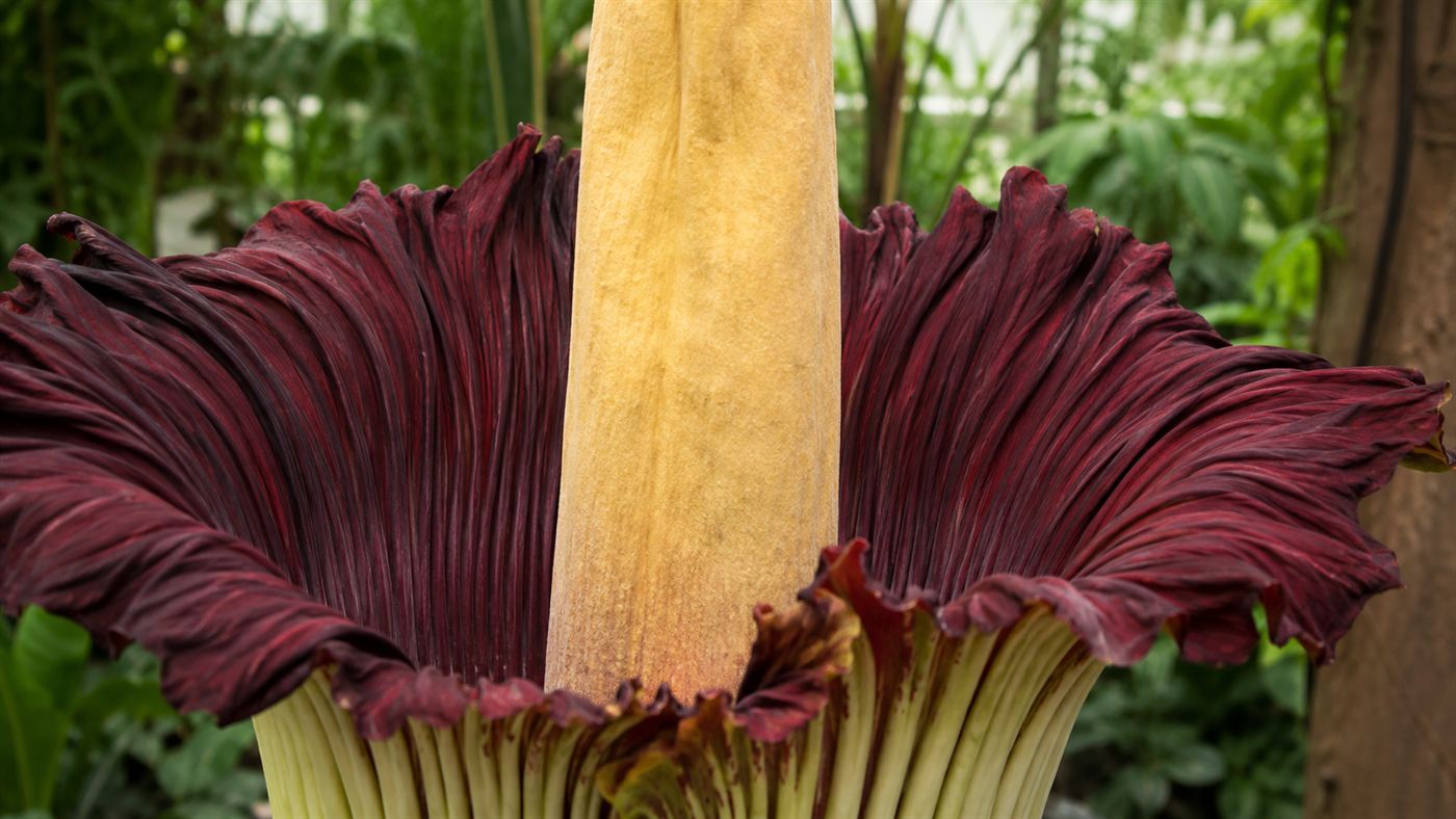A close-up of the deep red ruffled inner spathe and pale towering spadix of a titan arum corpse flower