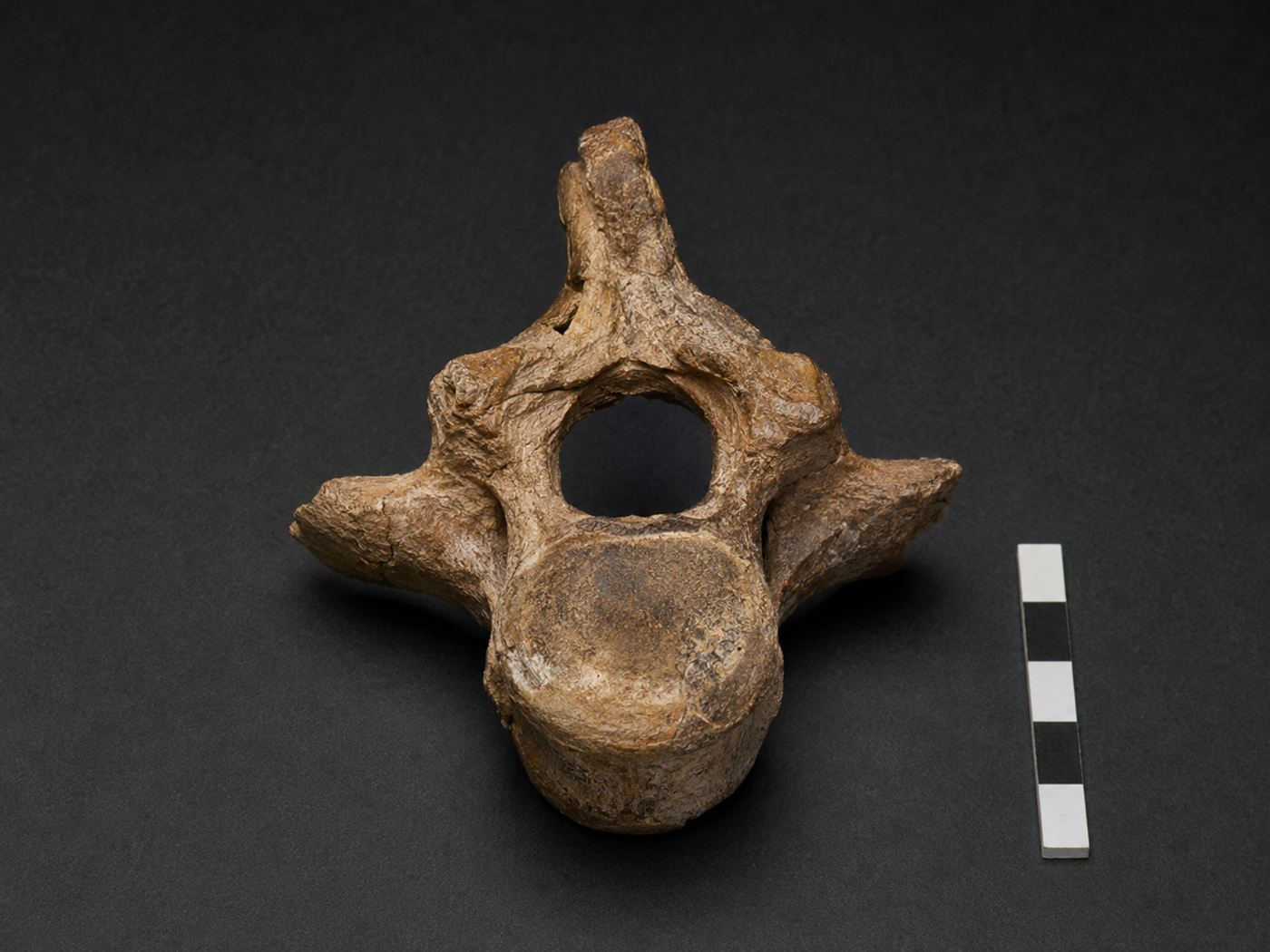 A single worn fossil tail vertebra bone resting on a dark surface under museum lighting, the kind of specimen studied by palaeontologists