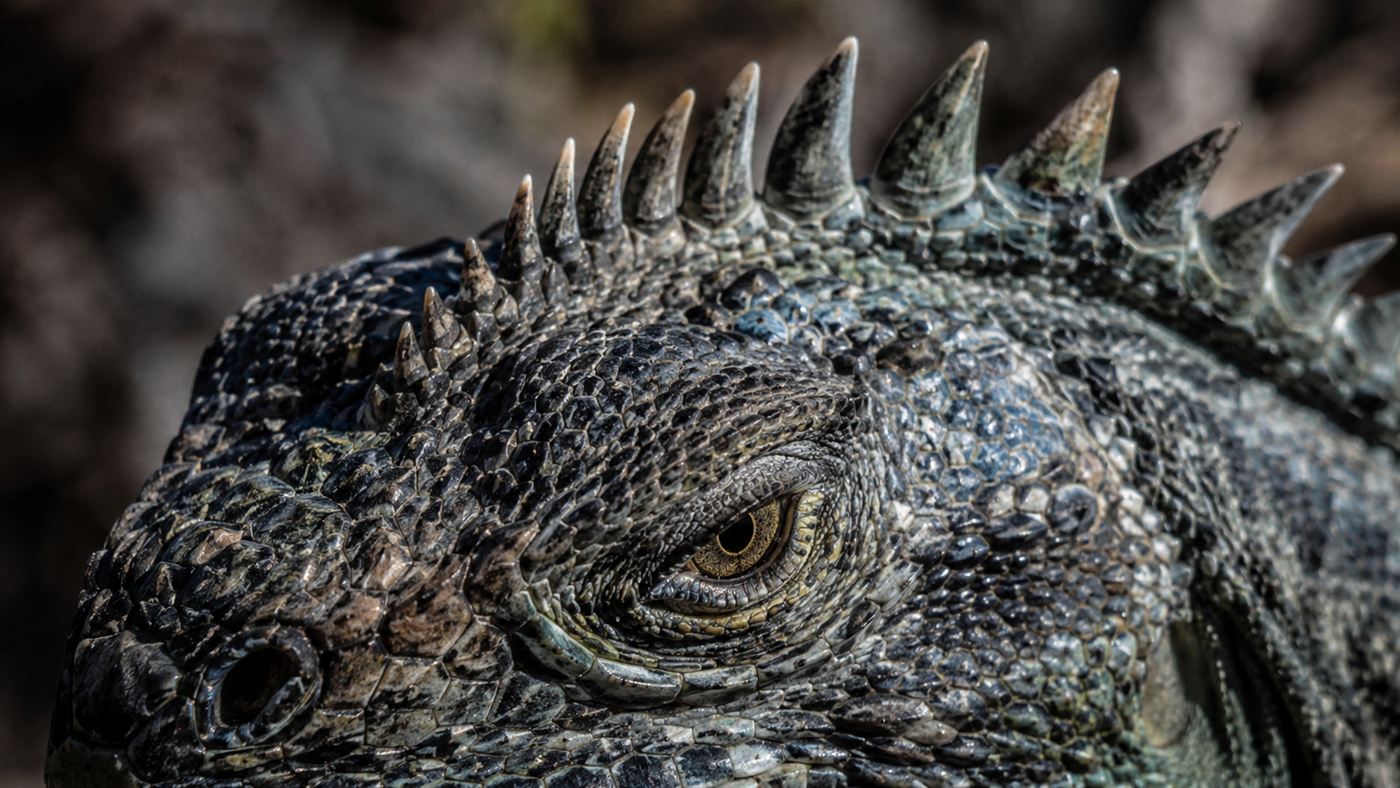 Extreme close-up of the scaly head of an ancient grey-green reptile, near the third eye
