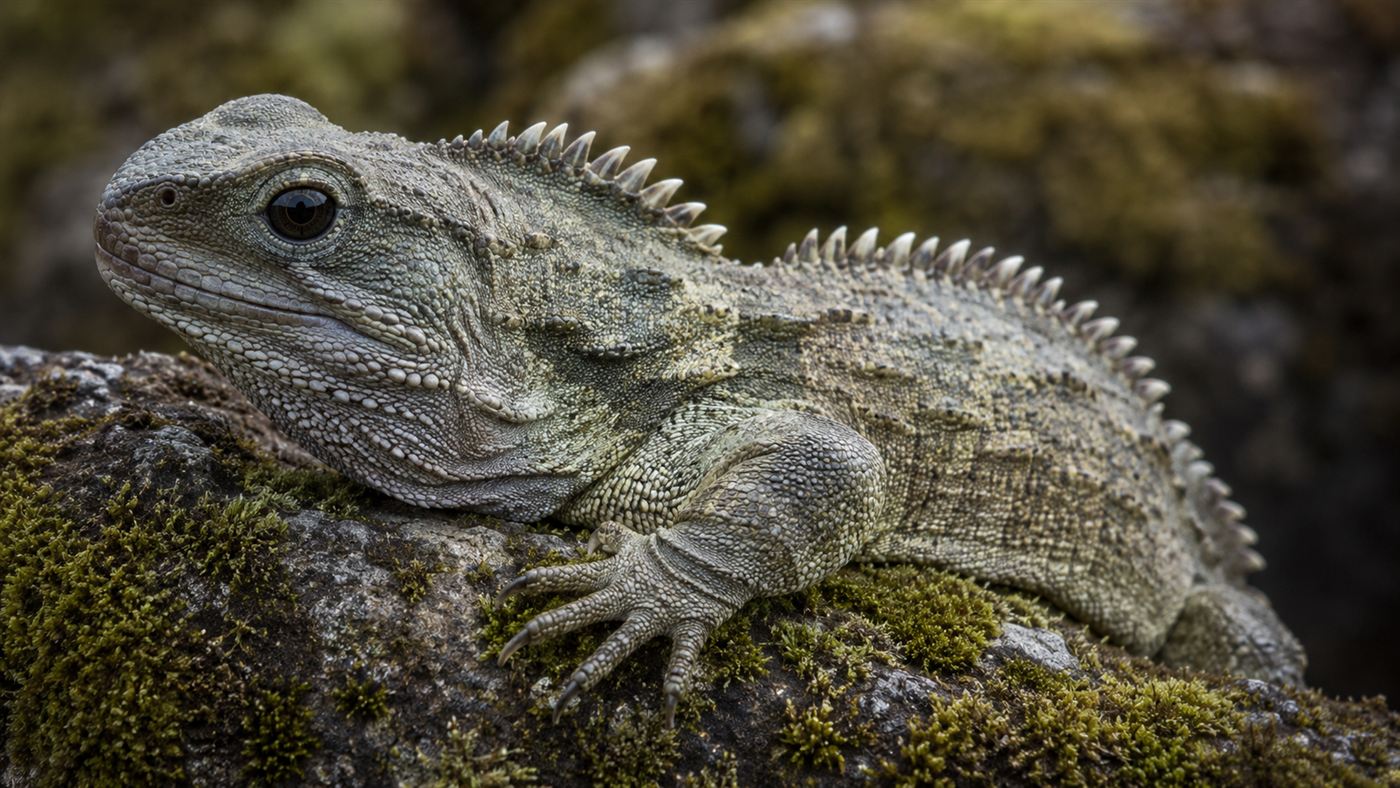 A tuatara, an olive-grey New Zealand reptile with a spiny crest, resting on a mossy rock