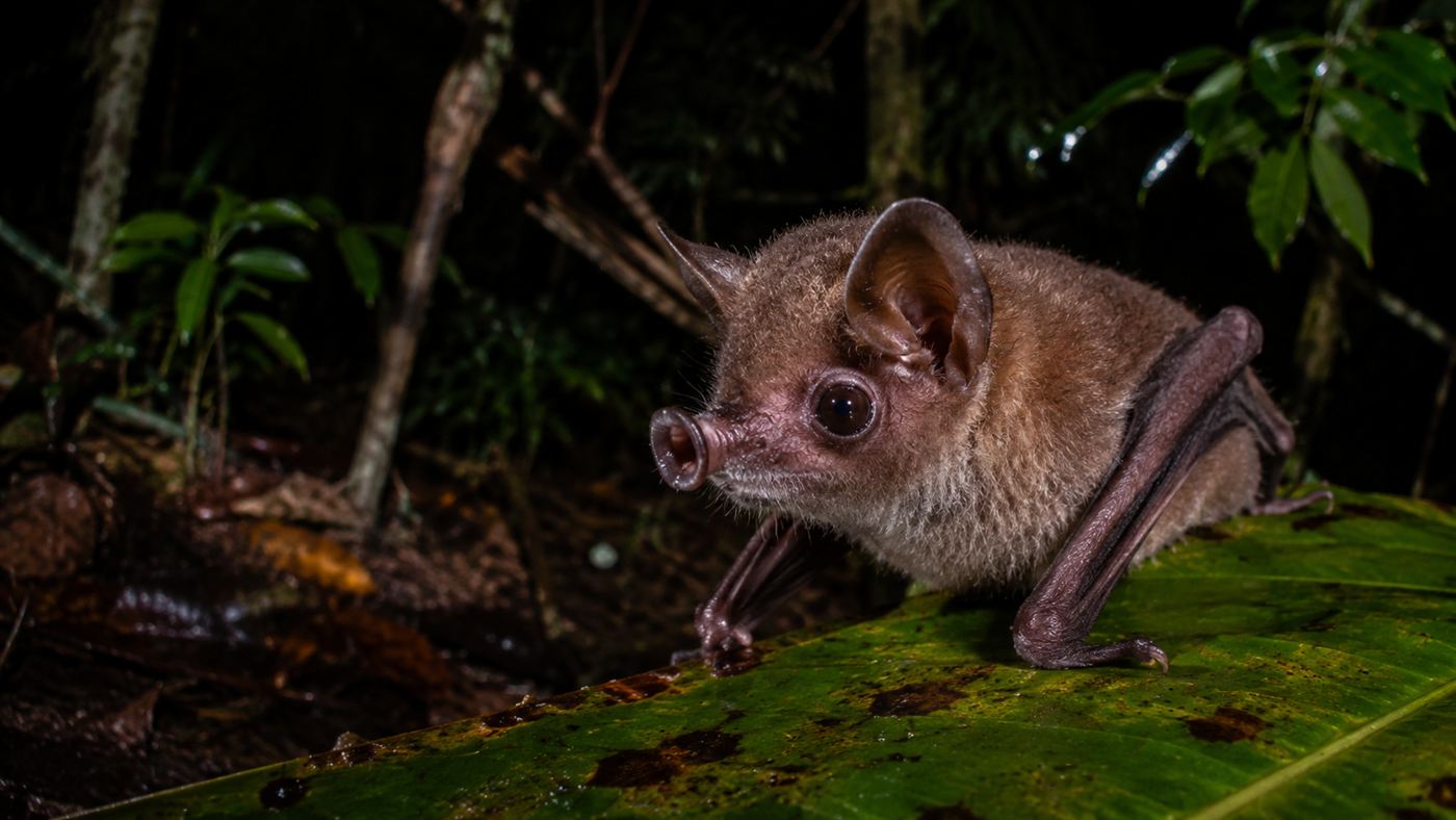 A close-up of a tube-nosed bat with short tube-shaped nostrils sticking out from its face