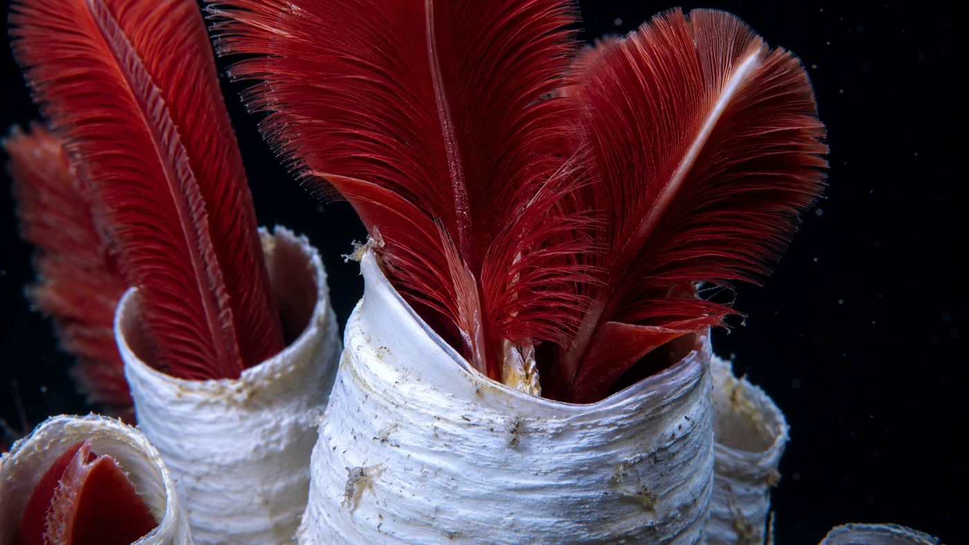 Close-up of the bright red feathery plumes of giant tube worms emerging from white tubes