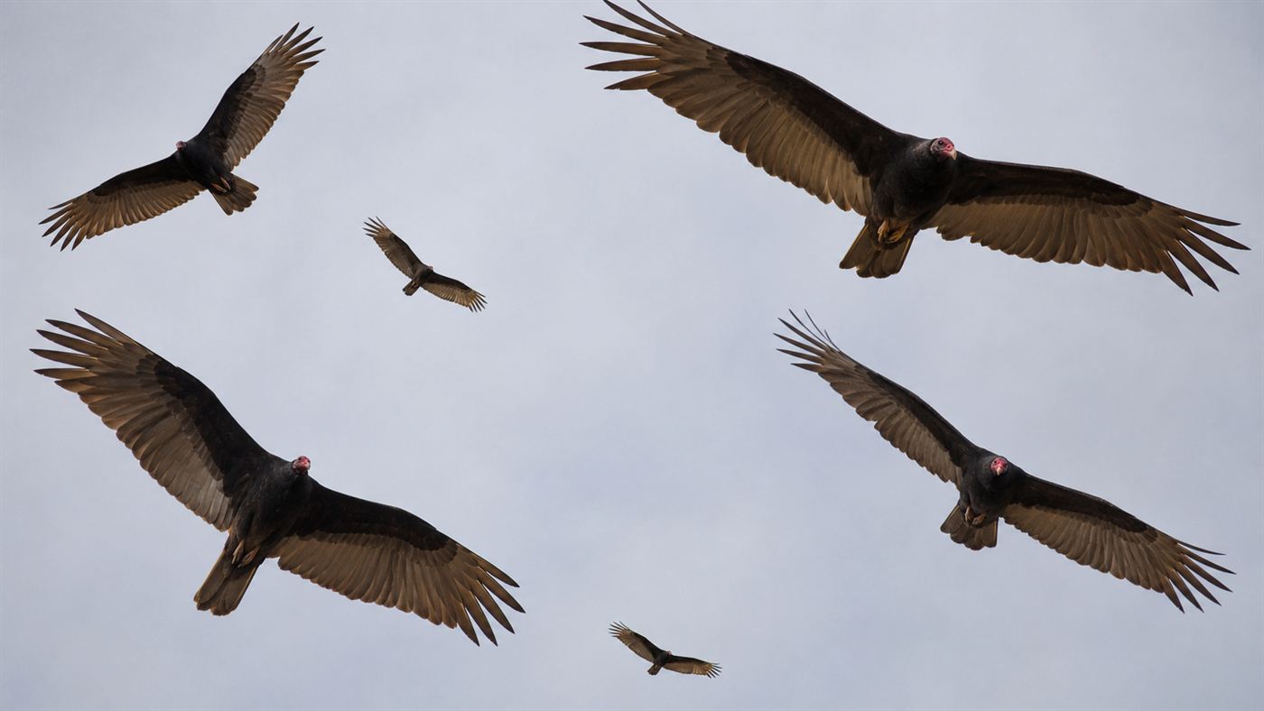 A group of turkey vultures with dark wings circling high against a pale sky