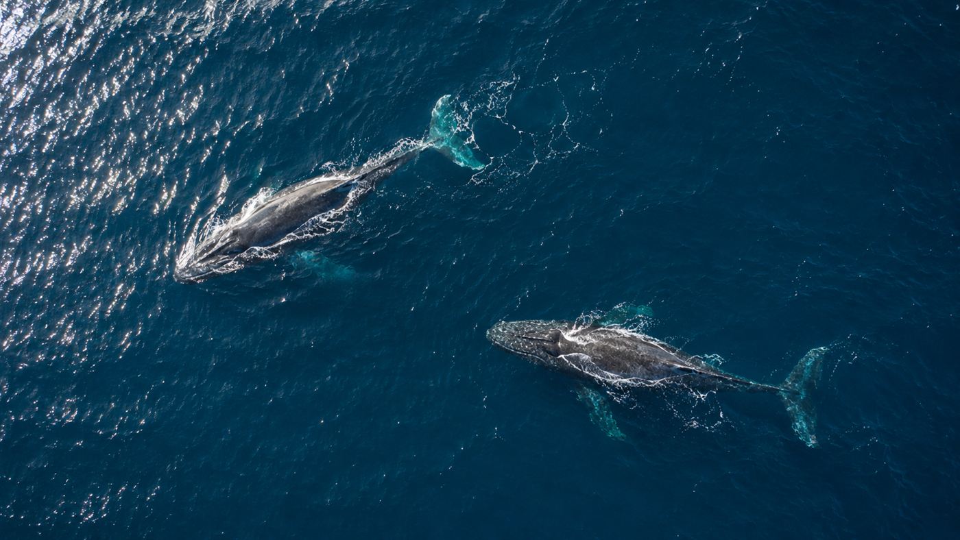 Two whales swimming a short distance apart in deep blue ocean seen from above, hinting the 52-hertz whale may not be alone