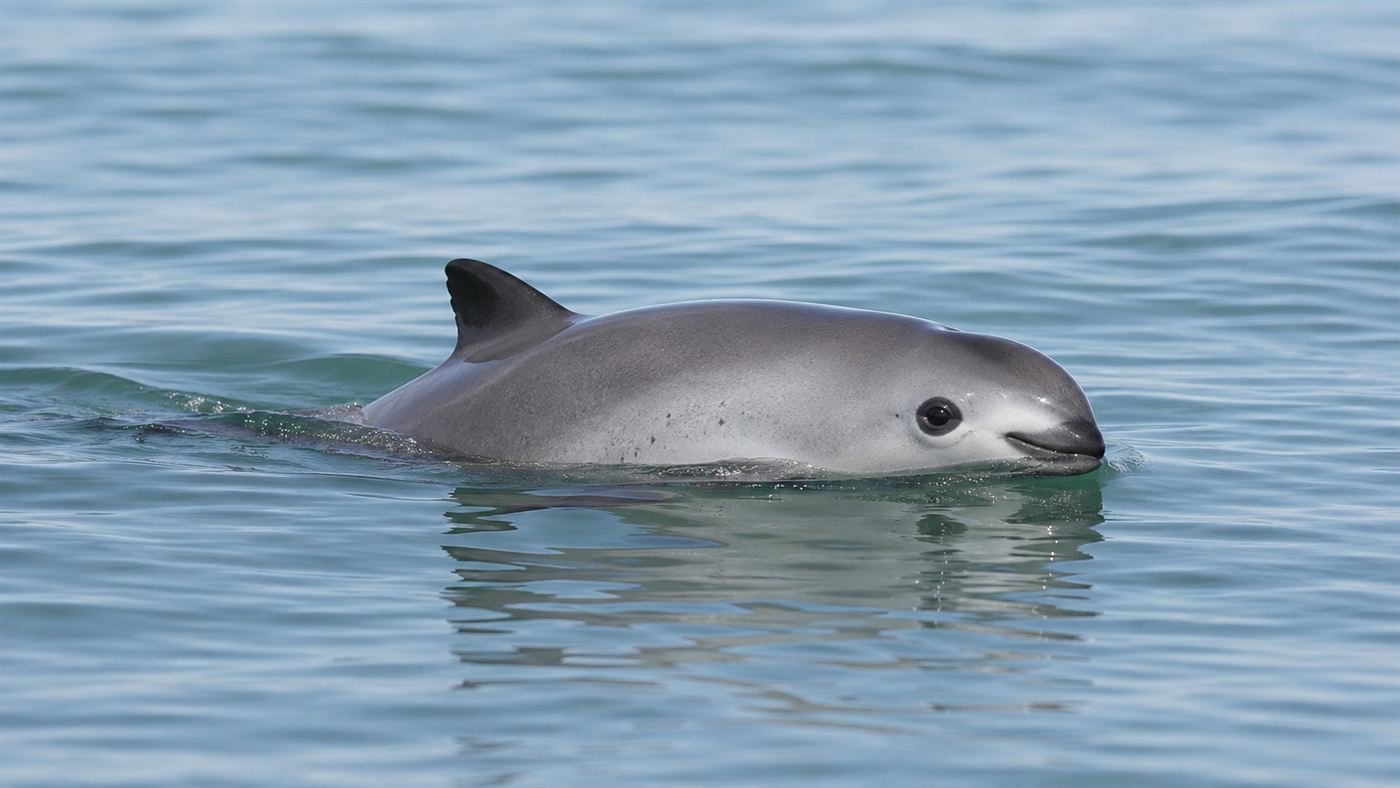 A small vaquita porpoise with dark eye rings surfacing in the blue-green Gulf of California
