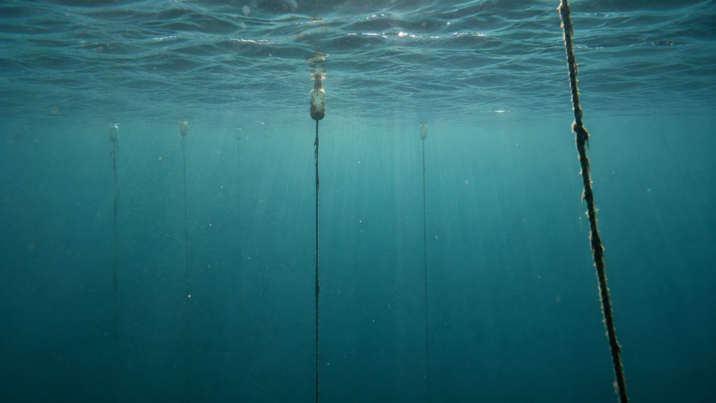 Vertical fishing lines from lobster buoys descending through green Atlantic water, the rope that causes whale entanglement
