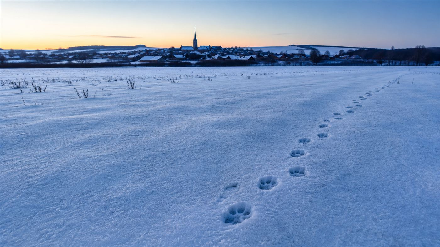 Fresh grey wolf tracks in snow crossing a European farmland field in winter, with a distant village church spire visible on the horizon