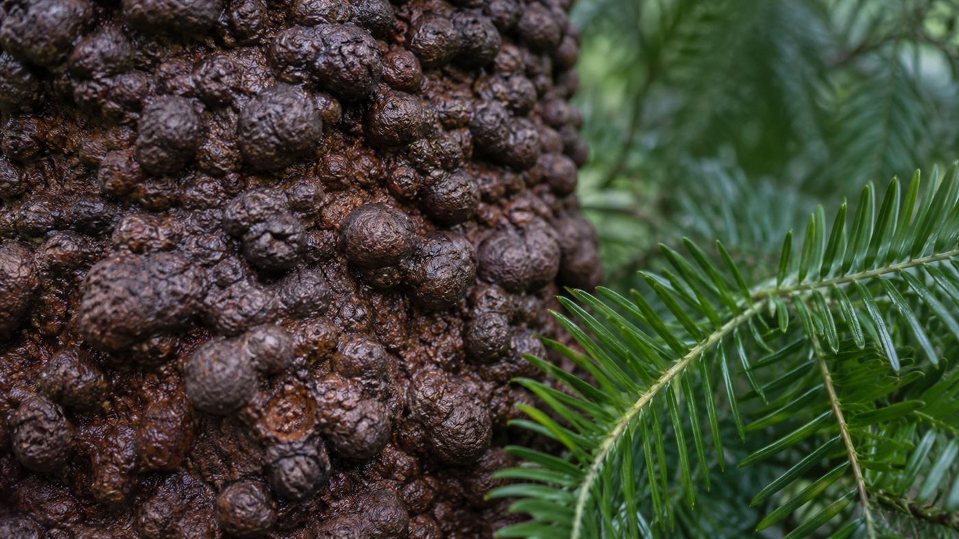 Close-up of the distinctive knobbly chocolate-brown bark and dark green fern-like leaves of a Wollemi pine