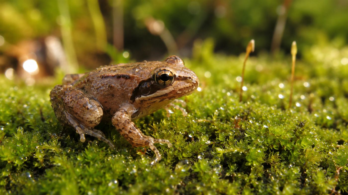 A small brown wood frog alive and glistening on bright green spring moss after thawing out