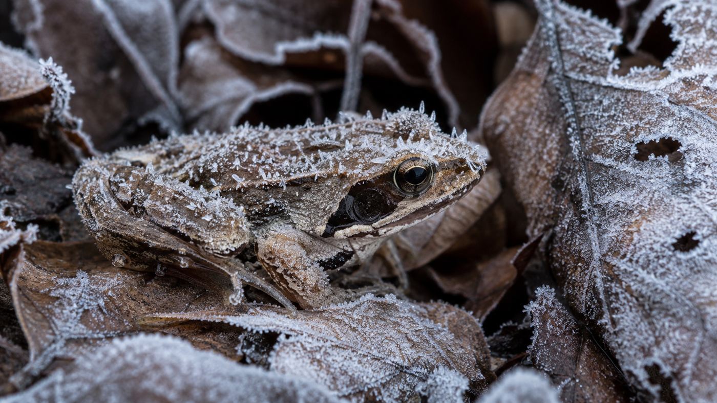A small brown wood frog frozen and frosted among icy leaf litter in a winter forest, ice crystals on its skin