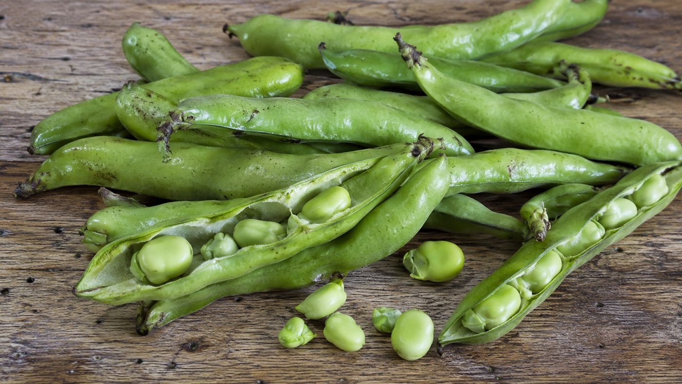 Raw broad beans in their green pods, the only food the Green Children of Woolpit would eat at first