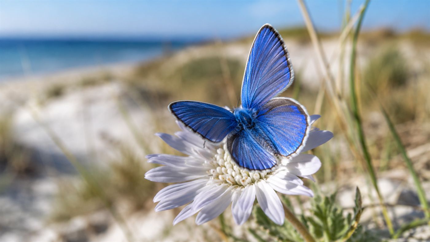 A small iridescent blue butterfly resting on a dune flower, evoking the extinct Xerces blue butterfly
