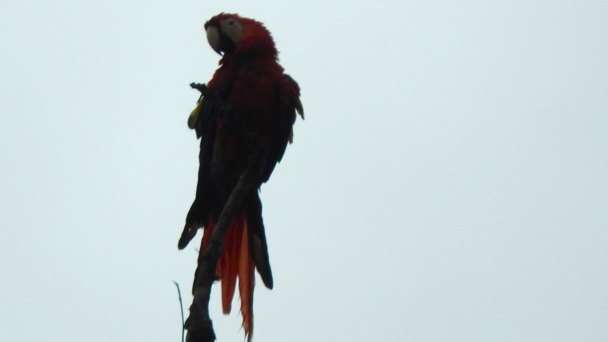 Arara-vermelha de costas contra o céu claro, pousada na ponta de um galho seco na Selva Lacandona, em Chiapas