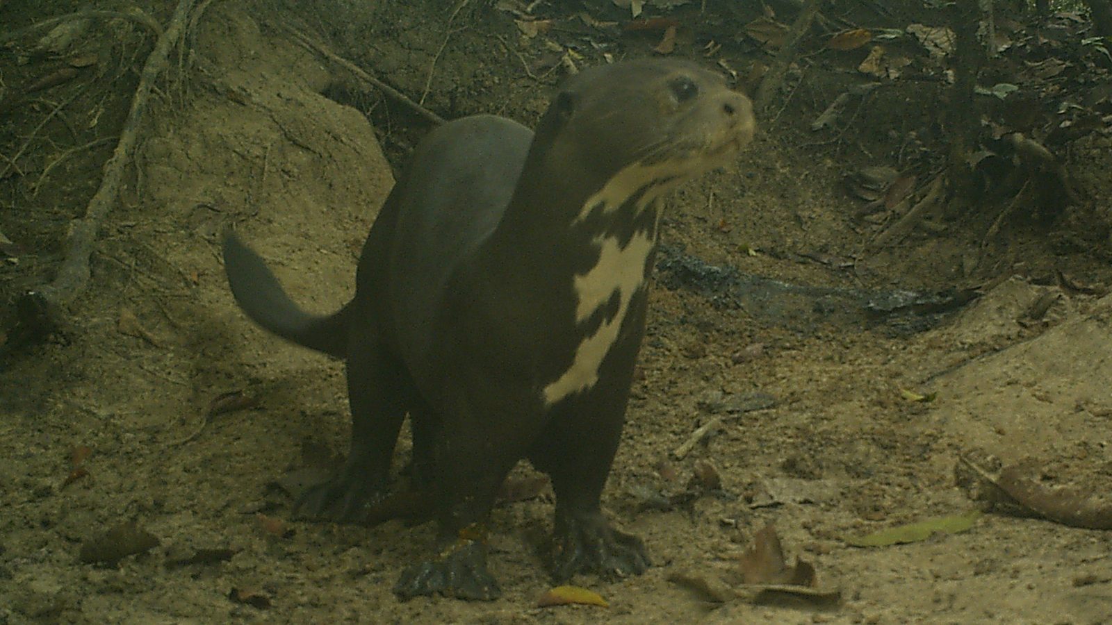 Ariranha de frente em barranco de terra com mata ao fundo, símbolo da fauna selvagem sul-americana no relatório Planeta Vivo 2026