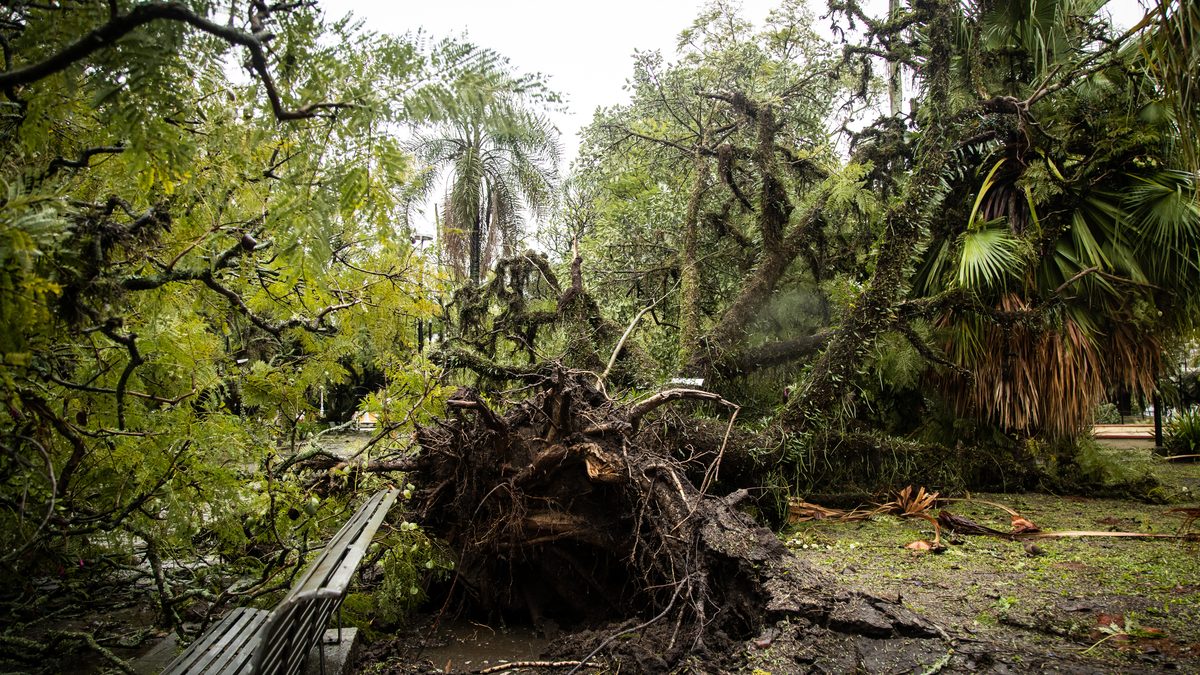 Árvore arrancada pela raiz, com a base cheia de terra e um banco de praça ao lado, depois de ventania em Pelotas