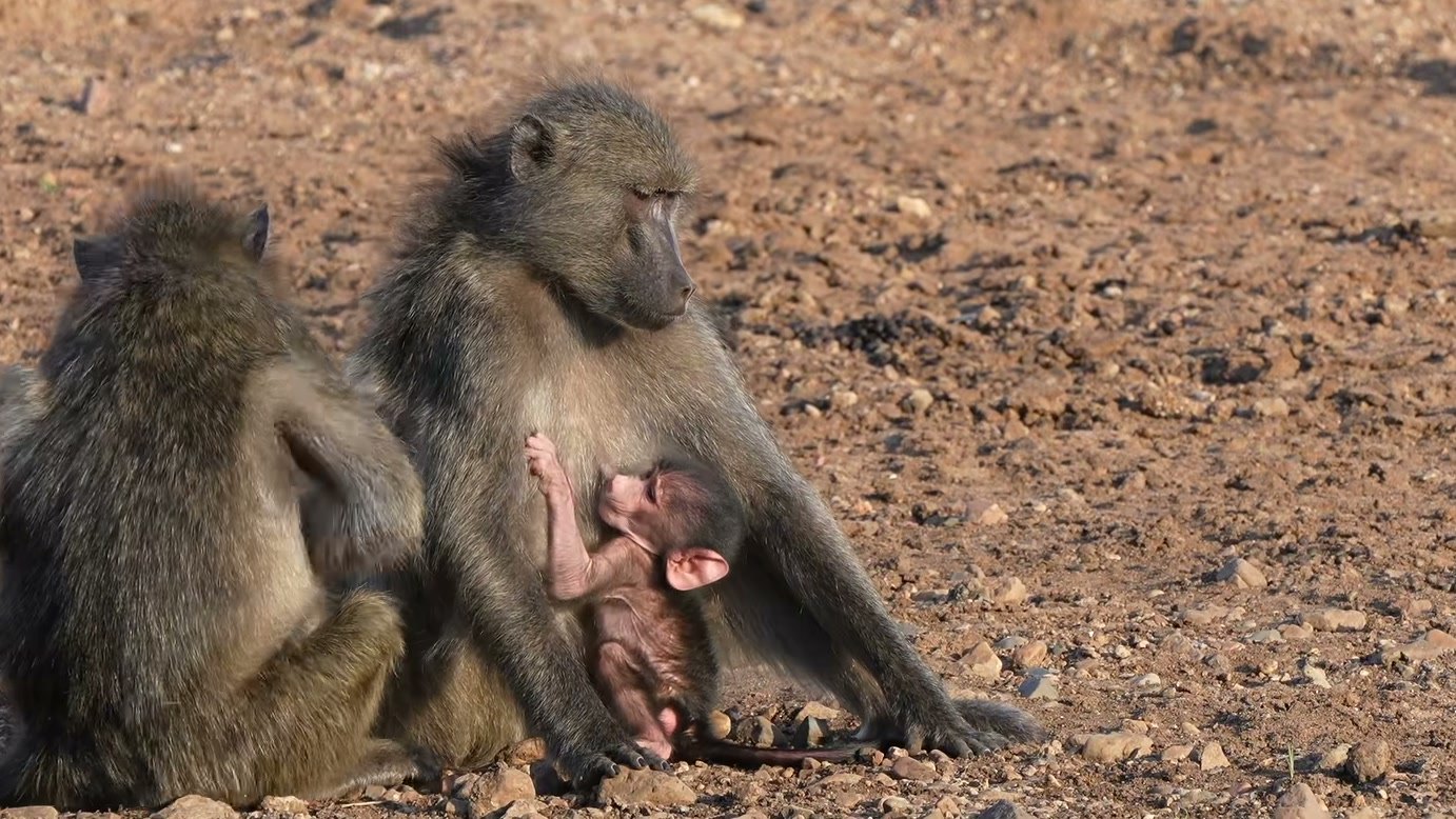 Imagem de divulgação: A mãe é uma leoa, mas a protetora é uma babuína: Tethered Wilds apresenta encontro entre espécies em narrativa ambientada no Okavango