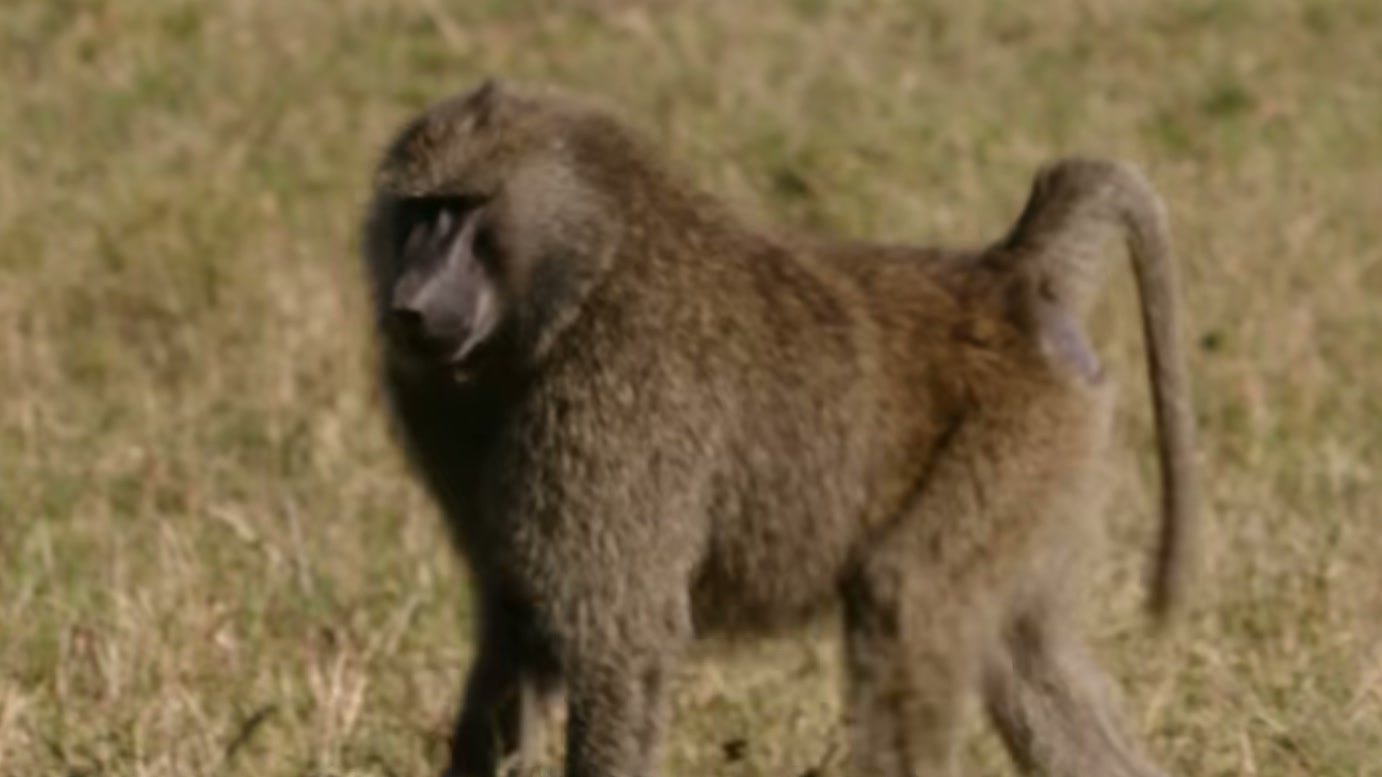 Imagem de divulgação: A mãe é uma leoa, mas a protetora é uma babuína: Tethered Wilds apresenta encontro entre espécies em narrativa ambientada no Okavango