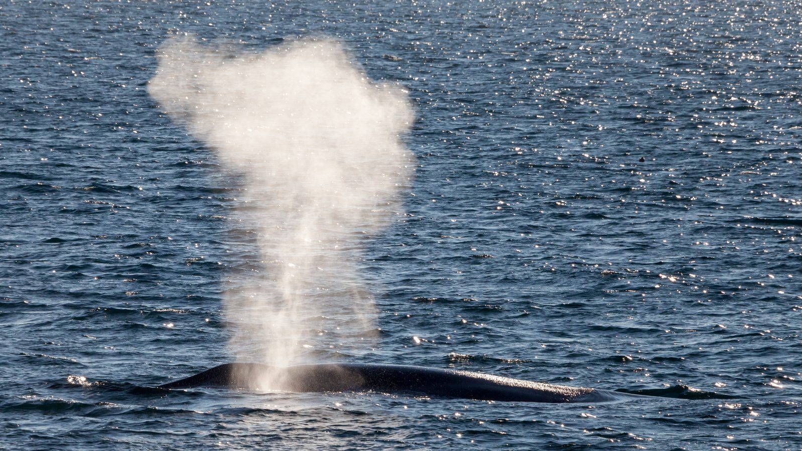 Coluna de vapor subindo do sopro de uma baleia-azul, com o dorso escuro aparecendo na linha dágua do mar