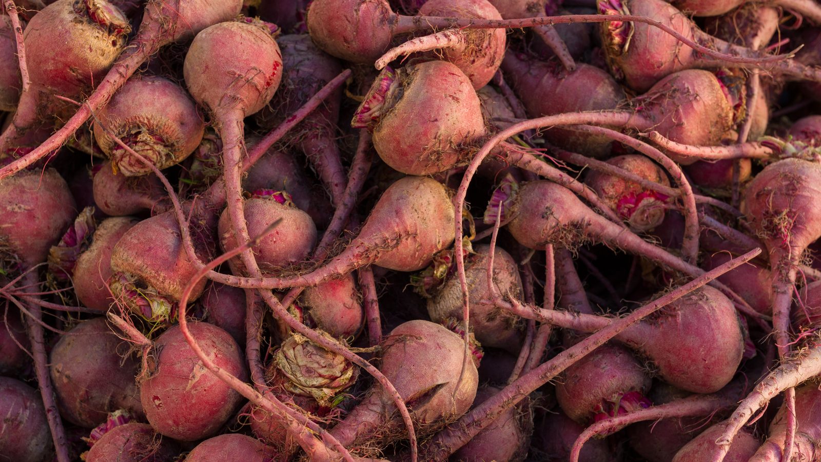 Monte de beterrabas inteiras com a raiz fina e restos do talo, vermelho-arroxeadas, empilhadas numa banca de feira, o alimento que tem só 0,32 mg de ferro por 100 g