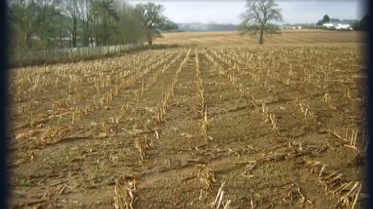 Imagem de divulgação: Vídeo afirma que 5 mil bisões foram soltos no Texas, mas descrição não identifica projeto responsável pela recuperação ambiental atribuída aos animais