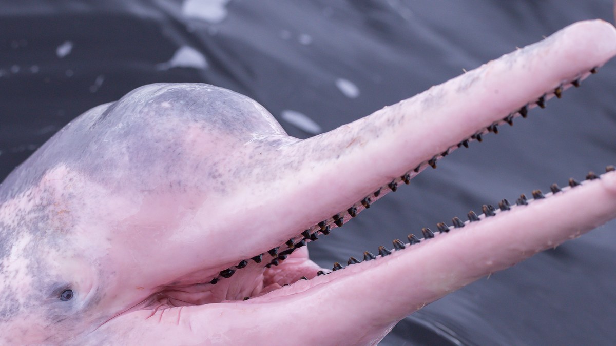 Focinho comprido e rosado de um boto-cor-de-rosa com a fileira de dentes, espécie classificada Em Perigo pelo ICMBio