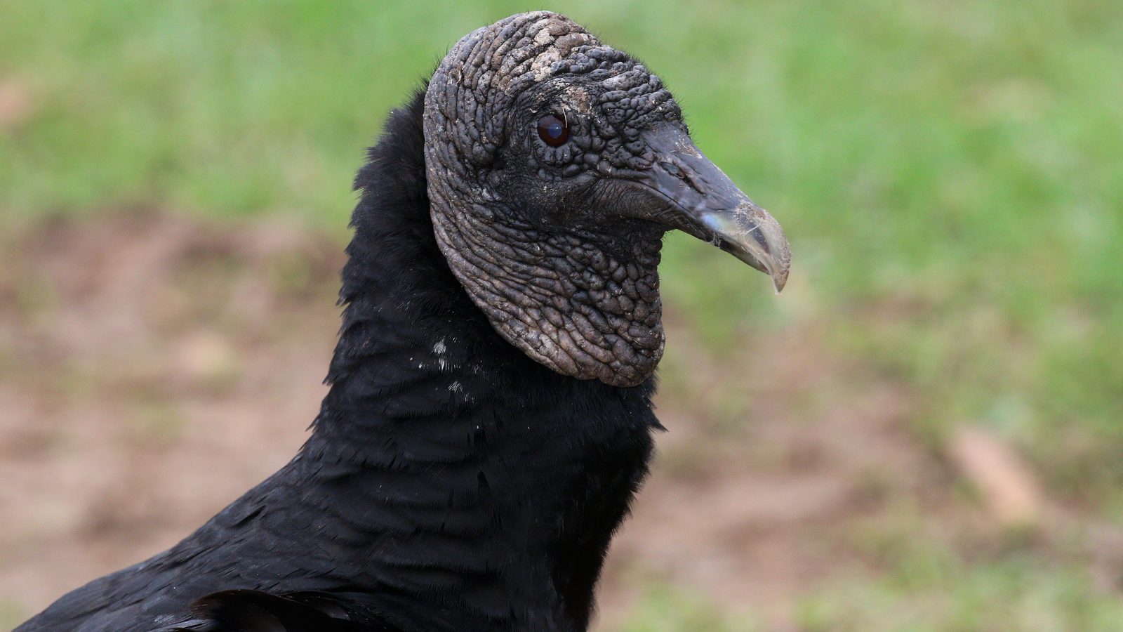 Cabeça de urubu-preto de perfil, com a pele cinza enrugada, o bico escuro e as penas pretas do pescoço