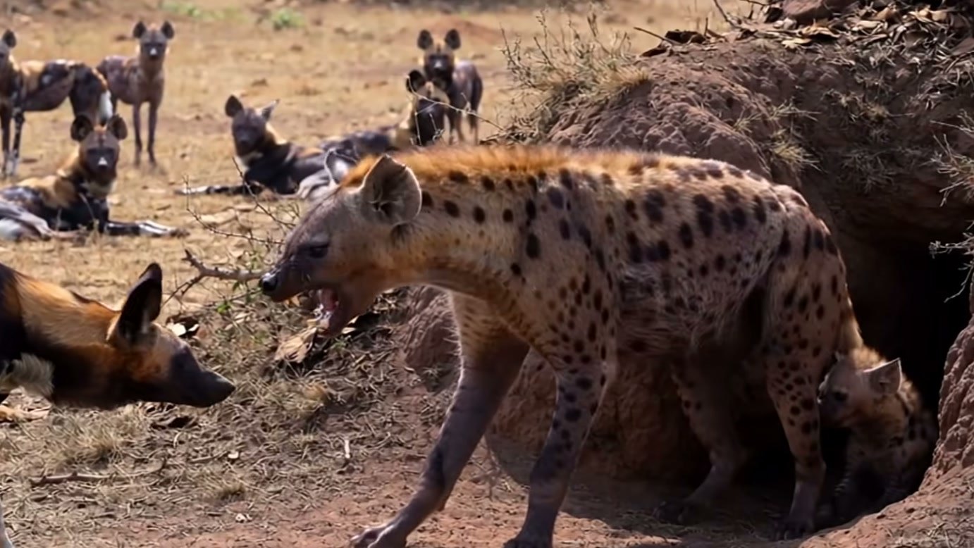 Imagem de divulgação: Cães-selvagens cercam uma hiena perto de sua toca e parecem ter vantagem, mas a chegada de outros adultos fecha as saídas na narrativa do vídeo