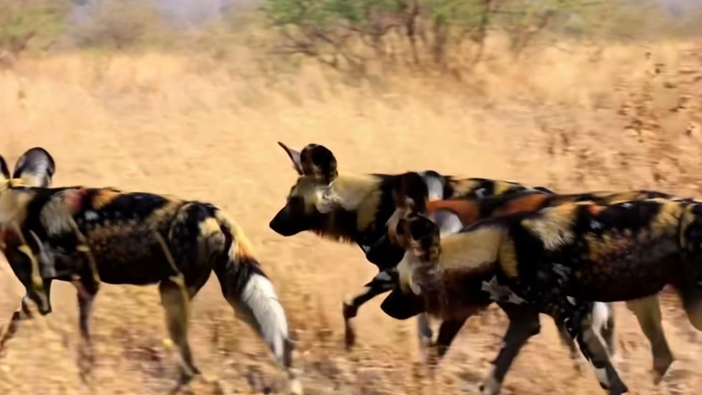 Imagem de divulgação: Cães-selvagens cercam uma hiena perto de sua toca e parecem ter vantagem, mas a chegada de outros adultos fecha as saídas na narrativa do vídeo
