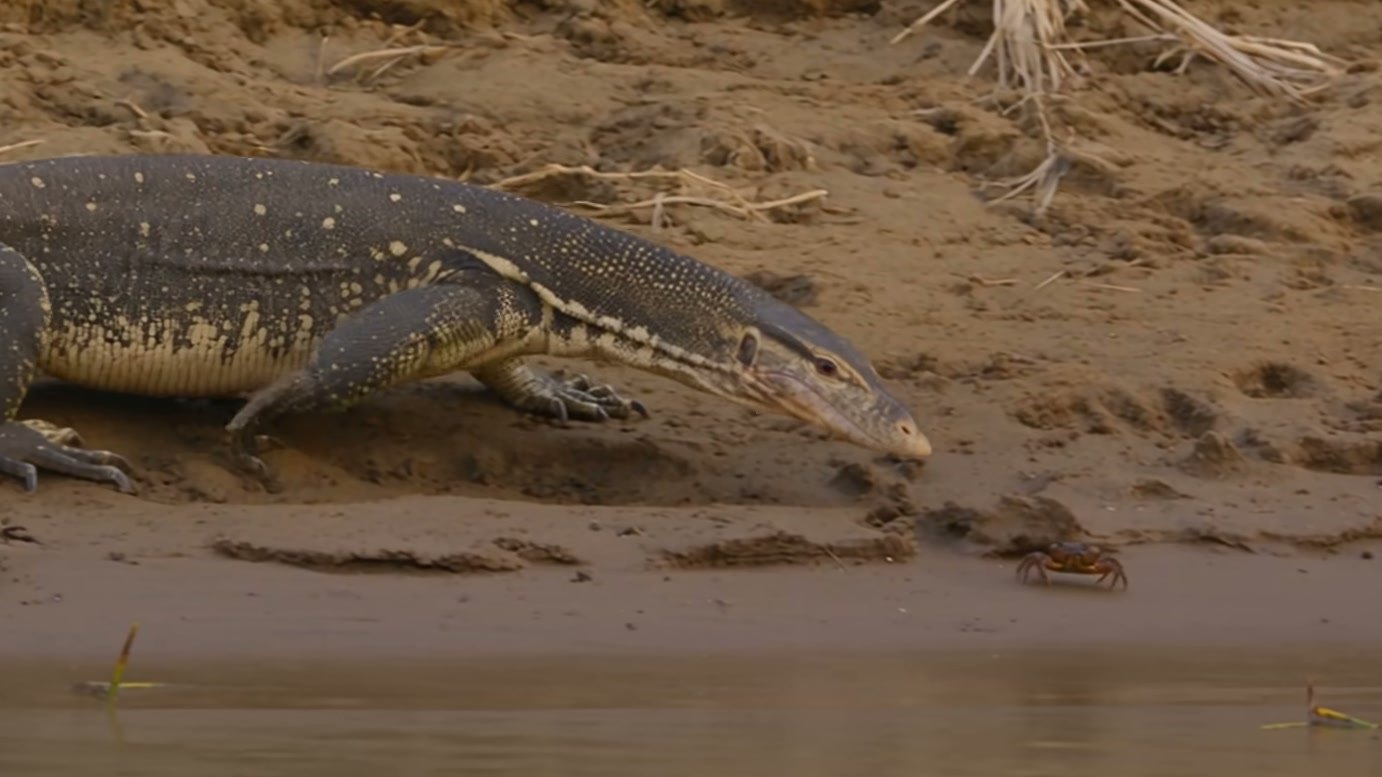 Imagem de divulgação: Cães-selvagens cercam lagarto após invasão de ninho de crocodilo, e um deles agarra sua cauda durante tentativa de fuga em história fictícia